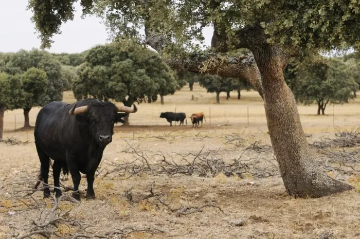 Framed Print : Domestic Cattle, Spanish Fighting Bull, bulls, standing in dehesa habitat, Salamanca, Castile and Leon, Spain