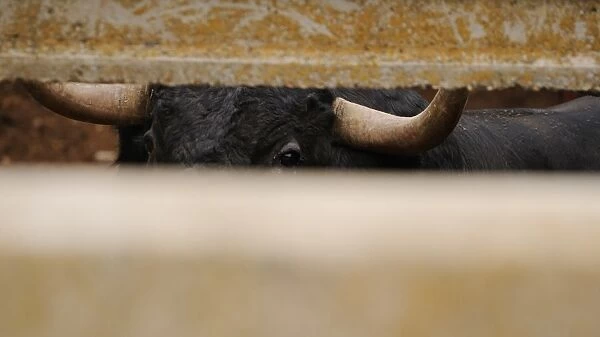 Domestic Cattle, Spanish Fighting Bull, fighting bull, close-up of head and horns, looking through gap in enclosure