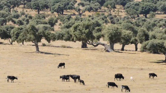 Framed Print : Domestic Cattle, Spanish Fighting Bull, bull, cows and calves, traditional low density herd, grazing in dehesa habitat Framed Print : Domestic Cattle, Spanish Fighting Bull, bull, cows and calves, traditional low density herd, grazing in dehesa habitat