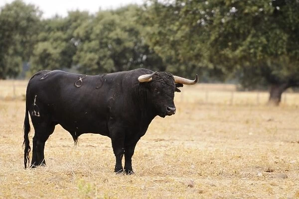 Domestic Cattle, Spanish Fighting Bull, bull, standing in dehesa habitat, Salamanca, Castile and Leon, Spain, september