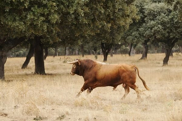 Domestic Cattle, Spanish Fighting Bull, bull, running in dehesa habitat, Salamanca, Castile and Leon, Spain, september