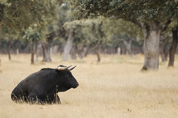Domestic Cattle, Spanish Fighting Bull, bull, resting in dehesa habitat, Salamanca, Castile and Leon, Spain, september