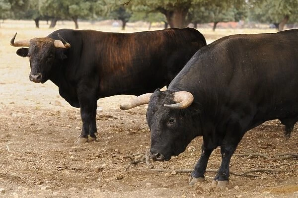 Domestic Cattle, Spanish Fighting Bull, two bulls, standing in dehesa habitat, Salamanca, Castile and Leon, Spain