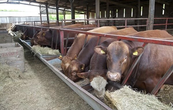 Domestic Cattle, Stabiliser bulls, herd feeding at feed barrier in shed, Yorkshire, England, may