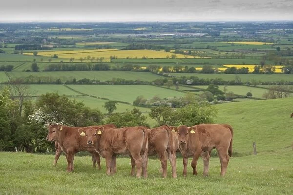 Domestic Cattle, Stabiliser calves, herd standing in pasture, Yorkshire, England, may