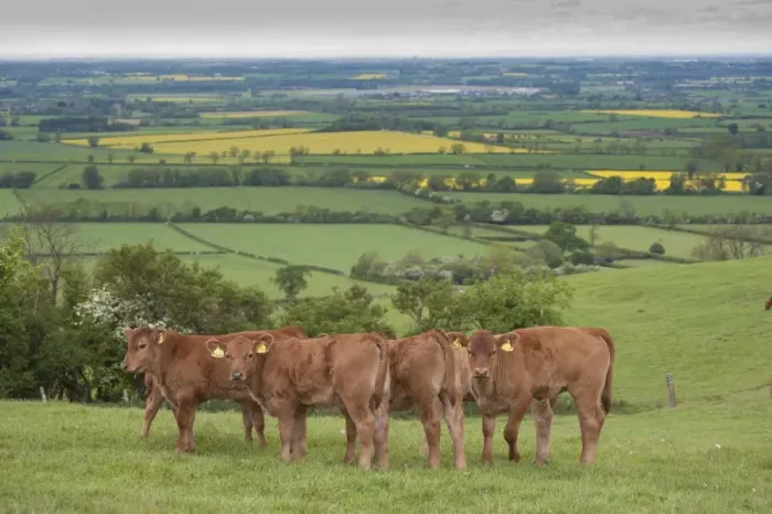 Framed Print : Domestic Cattle, Stabiliser calves, herd standing in pasture, Yorkshire, England, may Framed Print : Domestic Cattle, Stabiliser calves, herd standing in pasture, Yorkshire, England, may