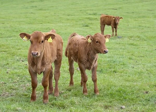 Domestic Cattle, Stabiliser calves, three standing in pasture, Yorkshire, England, may