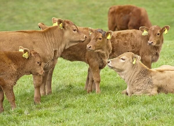Domestic Cattle, Stabiliser calves, herd in pasture, Yorkshire, England, may