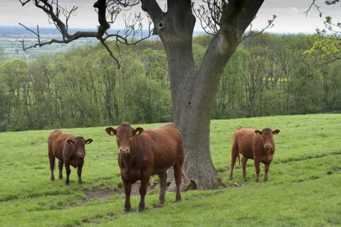 Framed Print : Domestic Cattle, Stabiliser fourteen-month old heifers, three standing beside tree in pasture, Yorkshire, England, may Framed Print : Domestic Cattle, Stabiliser fourteen-month old heifers, three standing beside tree in pasture, Yorkshire, England, may