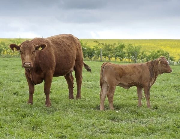 Domestic Cattle, Stabiliser two-year old cow with calf, standing in pasture, Yorkshire, England, may
