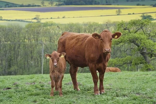 Domestic Cattle, Stabiliser two-year old cow with calf, standing in pasture, Yorkshire, England, may