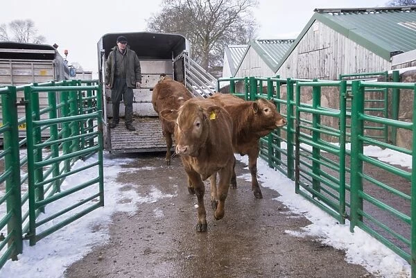 Domestic Cattle, store beef cattle, being unloaded from trailer at livestock market, Kirkby Stephen Cattle Market