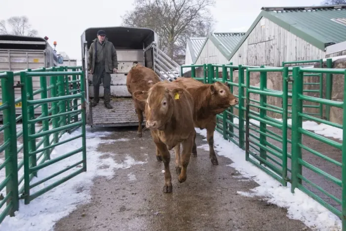 Framed Print : Domestic Cattle, store beef cattle, being unloaded from trailer at livestock market, Kirkby Stephen Cattle Market