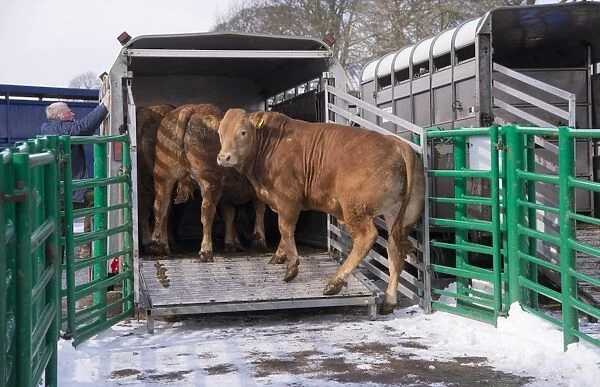 Domestic Cattle, store beef cattle, being unloaded from trailer at livestock market, Kirkby Stephen Cattle Market