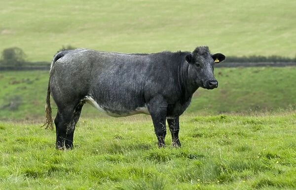 Domestic Cattle, suckler beef cow, standing in pasture, North Yorkshire, England, September