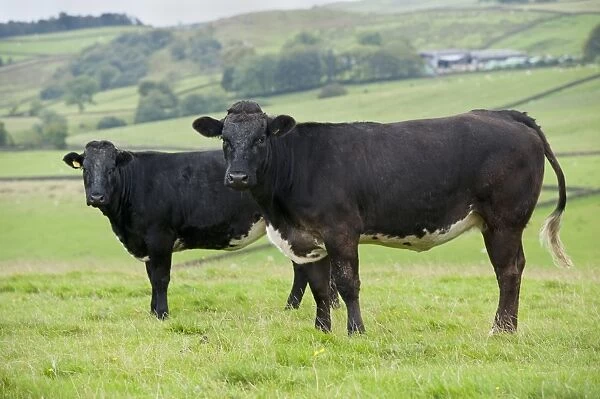 Domestic Cattle, two suckler beef cows, standing in pasture, North Yorkshire, England, September