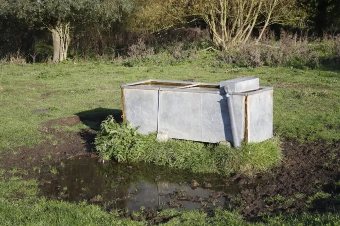 Framed Print : Domestic Cattle, water trough with poached mud, on unimproved wet grazing meadow, River Dove, Thornham Magna, Suffolk, England, october Framed Print : Domestic Cattle, water trough with poached mud, on unimproved wet grazing meadow, River Dove, Thornham Magna, Suffolk, England, october