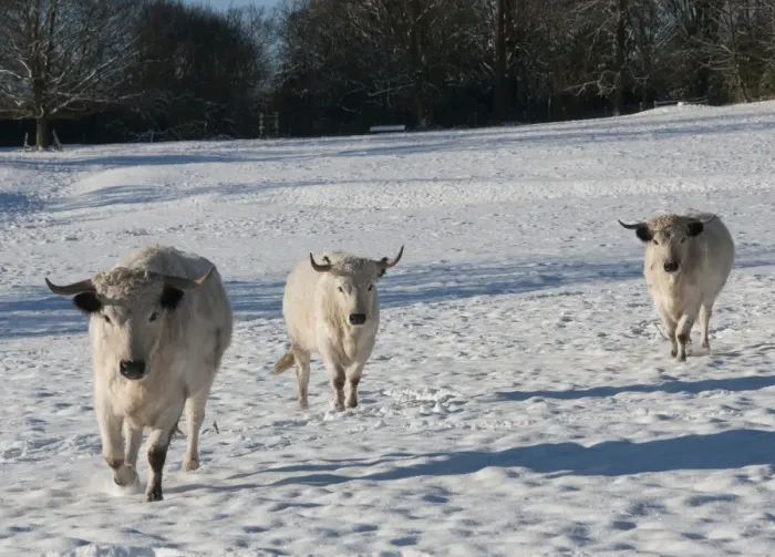 Framed Print : Domestic Cattle, White Park cows, walking in snow covered parkland, Leagram, Chipping, Lancashire, England, december Framed Print : Domestic Cattle, White Park cows, walking in snow covered parkland, Leagram, Chipping, Lancashire, England, december