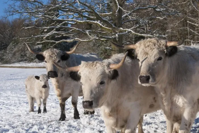 Framed Print : Domestic Cattle, White Park herd, standing in snow covered parkland, Leagram, Chipping, Lancashire, England, december Framed Print : Domestic Cattle, White Park herd, standing in snow covered parkland, Leagram, Chipping, Lancashire, England, december