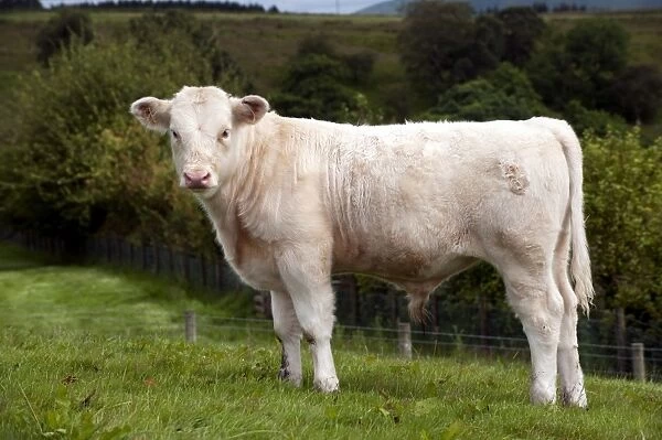 Domestic Cattle, Whitebred Shorthorn bull calf, standing in upland pasture, England, july