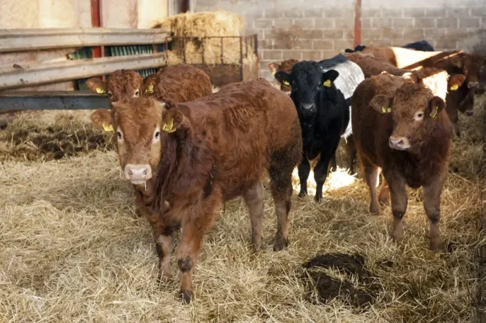 Framed Print : Domestic Cattle, young beef bulls, standing in straw bedded pen, Cumbria, England, November