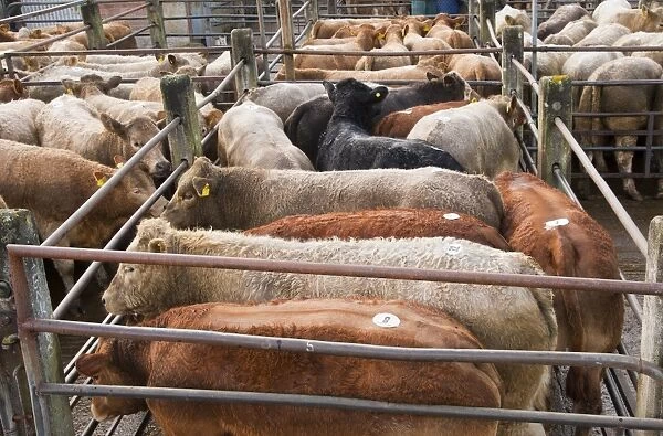 Domestic Cattle, young beef store cattle, mixed breeds in pens at livestock market, Knighton Livestock Market, Powys, Wales, october