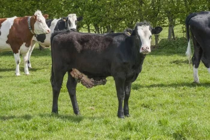 Framed Print : Domestic Cattle, young dairy heifer, with warts on belly, standing in pasture, Cheshire, England, april Framed Print : Domestic Cattle, young dairy heifer, with warts on belly, standing in pasture, Cheshire, England, april