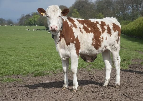 Domestic Cattle, young dairy heifer, with warts on belly, standing in pasture, Cheshire, England, april
