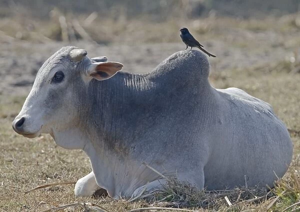 Domestic Cattle, Zebu (Bos indicus) adult, resting, with Black Drongo (Dicrurus macrocercus) adult, perched on back, Northern India, january