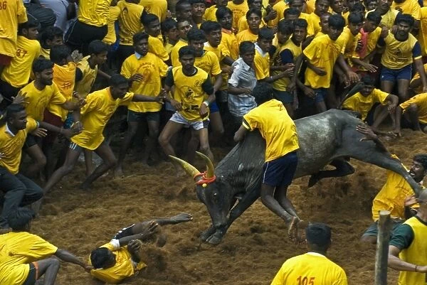 Domestic Cattle, Zebu (Bos indicus) bull, with man holding onto hump during Jallikattu or Taming the Bull ancient village sport, during Pongal harvest festival celebrations, Madurai, Tamil Nadu, India