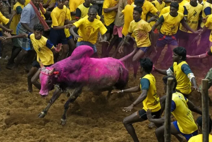 Framed Print : Domestic Cattle, Zebu (Bos indicus) bull, with men attempting to hold onto hump during Jallikattu or Taming the Bull Framed Print : Domestic Cattle, Zebu (Bos indicus) bull, with men attempting to hold onto hump during Jallikattu or Taming the Bull