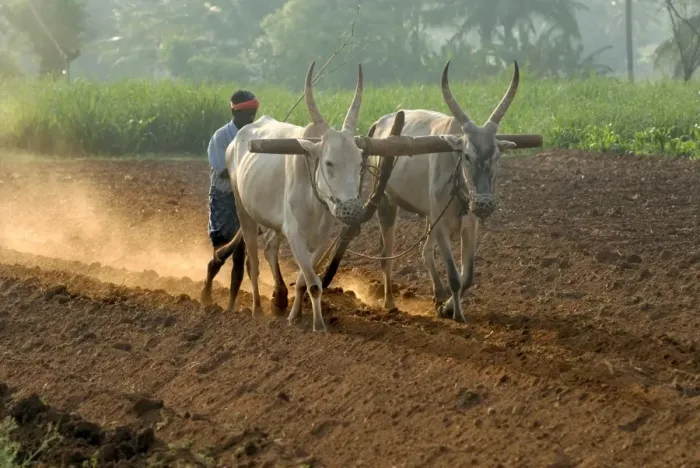 Framed Print : Domestic Cattle, Zebu (Bos indicus) two bullocks, ploughing field with farm worker, Gudallur, Karnataka, India, March Framed Print : Domestic Cattle, Zebu (Bos indicus) two bullocks, ploughing field with farm worker, Gudallur, Karnataka, India, March