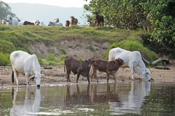 Framed Print : Domestic Cattle, Zebu (Bos indicus) cows and calves, drinking from crocodile infested river, Daintree River Framed Print : Domestic Cattle, Zebu (Bos indicus) cows and calves, drinking from crocodile infested river, Daintree River