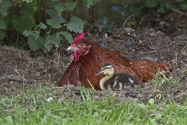 Domestic Chicken, 2 year old New Hampshire red cross, with adopted 14 day old mallard duckling (Anas platyrhynchos)