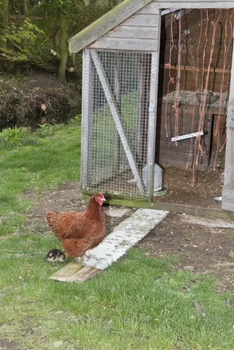 Framed Print : Domestic Chicken, 2 year old New Hampshire red cross, with adopted 14 day old mallard duckling (Anas platyrhynchos)