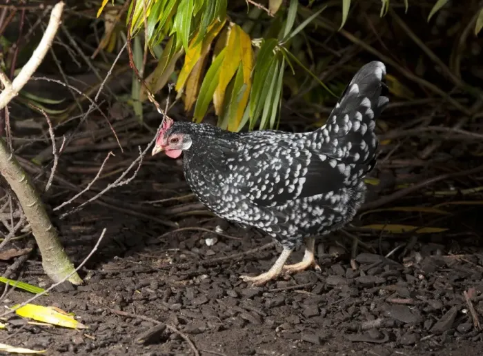 Framed Print : Domestic Chicken, Ancona hen, standing, Whitewell, Lancashire, England, november Framed Print : Domestic Chicken, Ancona hen, standing, Whitewell, Lancashire, England, november
