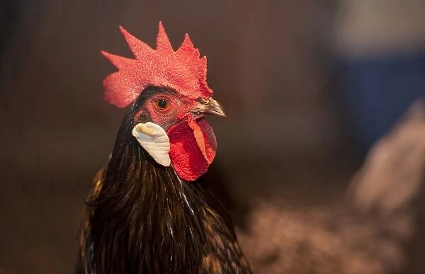 Domestic Chicken, Andalusian cockerel, close-up of head, Whitewell, Lancashire, England, november