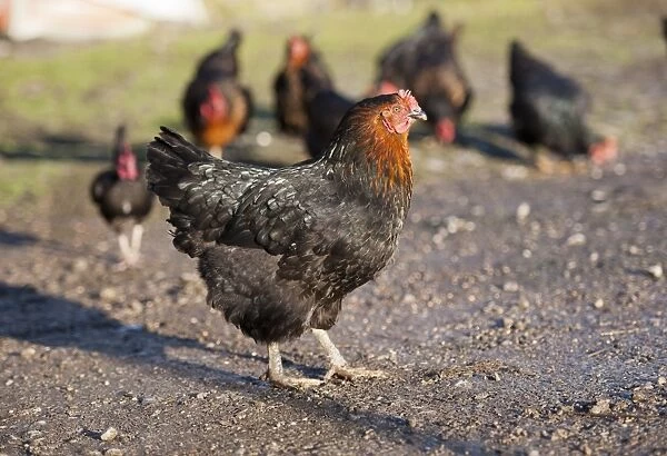 Domestic Chicken, Black Rock hen, standing in farmyard, Chipping, Lancashire, England, november
