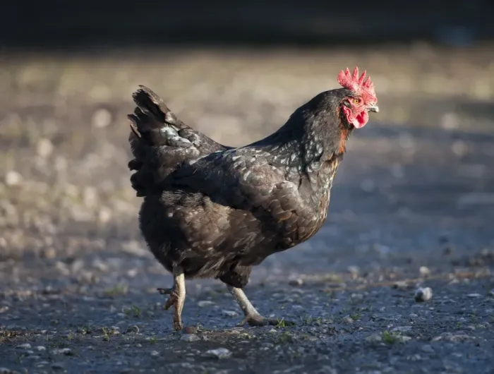 Framed Print : Domestic Chicken, Black Rock hen, walking in farmyard, Chipping, Lancashire, England, november