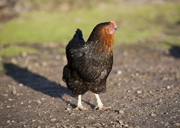 Domestic Chicken, Black Rock hen, standing in farmyard, Chipping, Lancashire, England, november