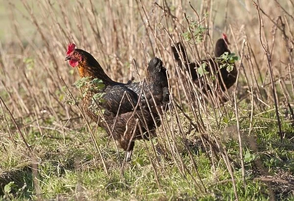 Domestic Chicken, Black Rock hens, standing amongst stems in field, Chipping, Lancashire, England, november