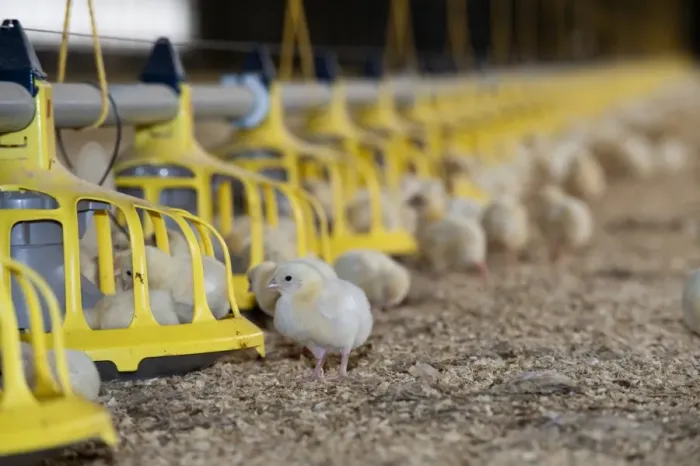Framed Print : Domestic Chicken, broiler chicks, at feeders in temperature controlled building, Wales, september