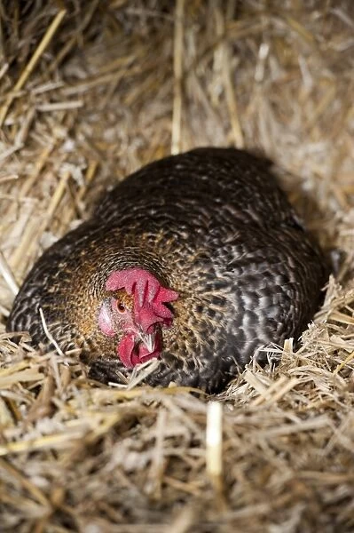 Domestic Chicken, broody hen, sitting on nest amongst bales of straw, England, February
