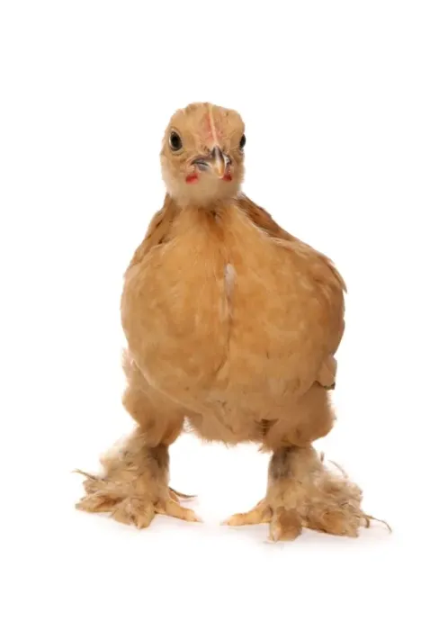 Framed Print : Domestic Chicken, Buff Pekin Bantam, chick, standing Framed Print : Domestic Chicken, Buff Pekin Bantam, chick, standing