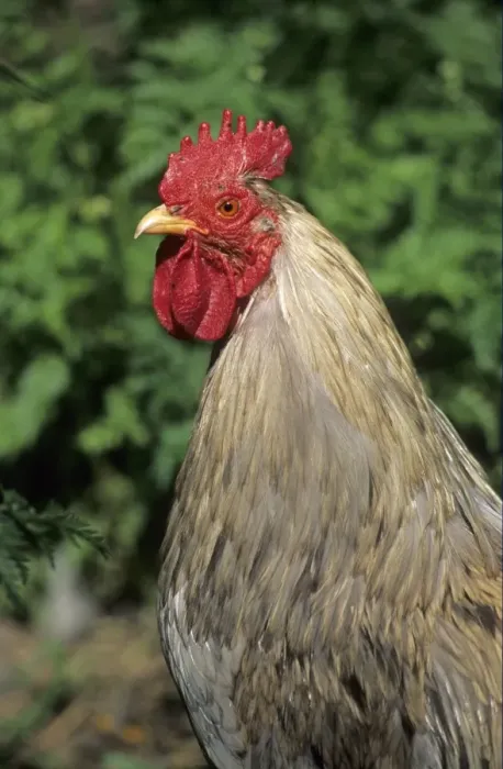 Framed Print : Domestic Chicken, Cochin cockerel, bantam, close-up of head and neck, Sweden Framed Print : Domestic Chicken, Cochin cockerel, bantam, close-up of head and neck, Sweden