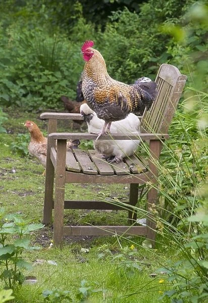 Domestic Chicken, cockerel and hens, on garden chair, Cumbria, England, June