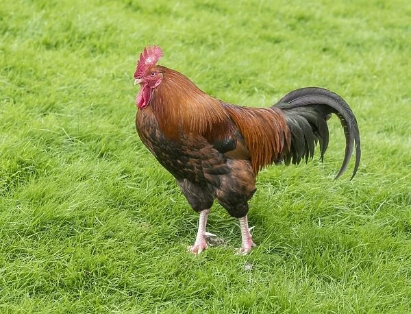 Domestic Chicken, cockerel, standing on grass, Grasmere, Cumbria, England, May