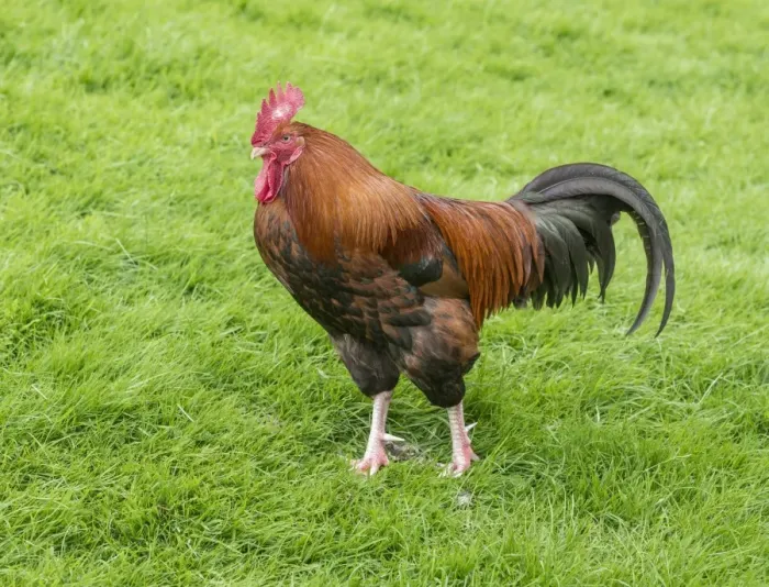 Framed Print : Domestic Chicken, cockerel, standing on grass, Grasmere, Cumbria, England, May Framed Print : Domestic Chicken, cockerel, standing on grass, Grasmere, Cumbria, England, May