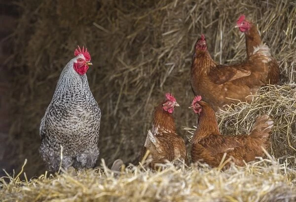 Domestic Chicken, crossbreed cockerel and hens, standing in straw barn, Cumbria, England, March