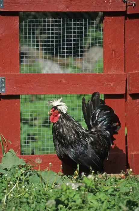 Framed Print : Domestic Chicken, Dutch White-hood cockerel, Sweden Framed Print : Domestic Chicken, Dutch White-hood cockerel, Sweden